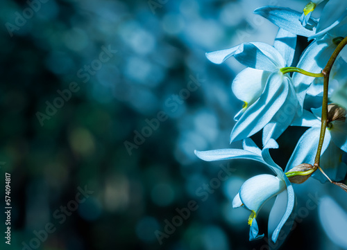 Coelogyne intermedia(セロジネ・インターメディア) photo