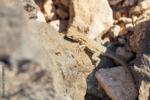 Small lizard sunning on a rock 