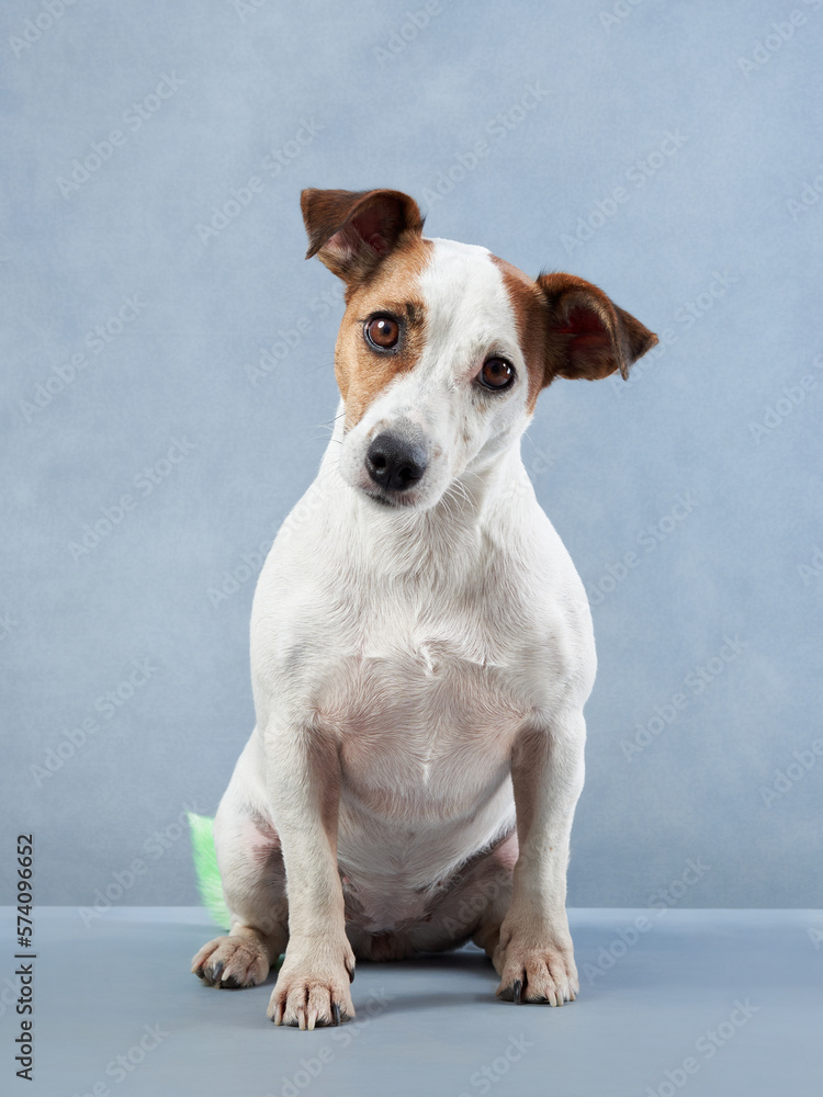 cute dog looking. Happy Jack russell terrier on a blue canvas background. cute pet