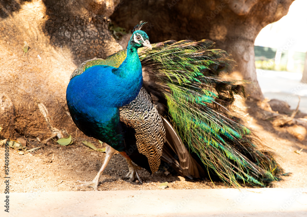 Beautiful peacock walking outdoors. Bird with beautiful feathers Beautiful peacock walking outdoors. Bird with beautiful feathers