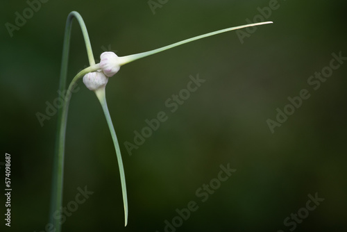 Long garlic scapes intertwined as love. The two edible, long deep green, tender stems of basal parts are the whole of the peduncle. The green stems are from the growth of a garlic bulb.