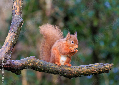 Red Squirrel © Damian