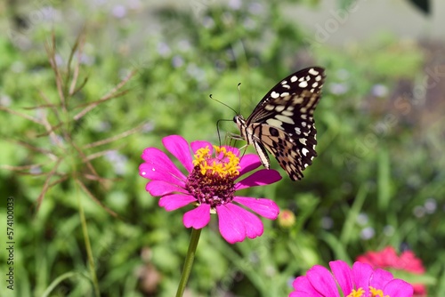 butterfly on flower © Ben JA