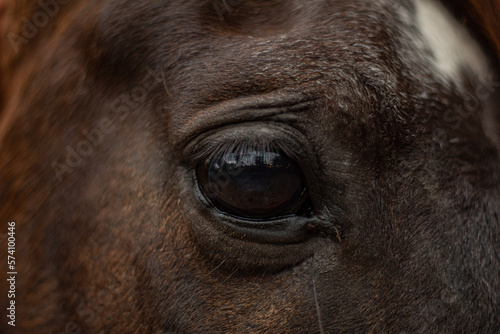 Close up of the eye of a dark brown horse