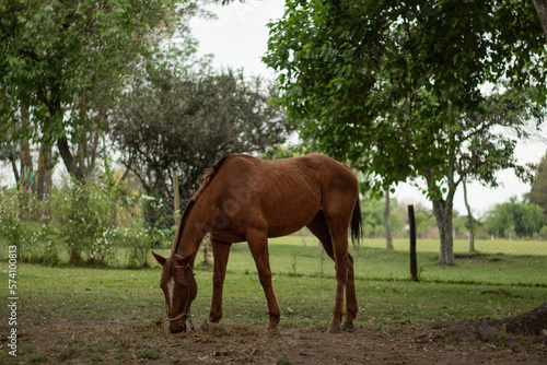 Brown horse eating dry grass, on a cloudy afternoon