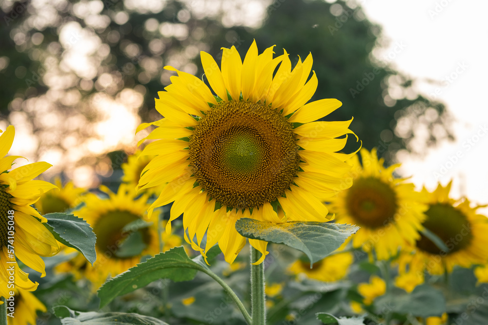 Sunflower with sky senset background Sunflower with sky senset background