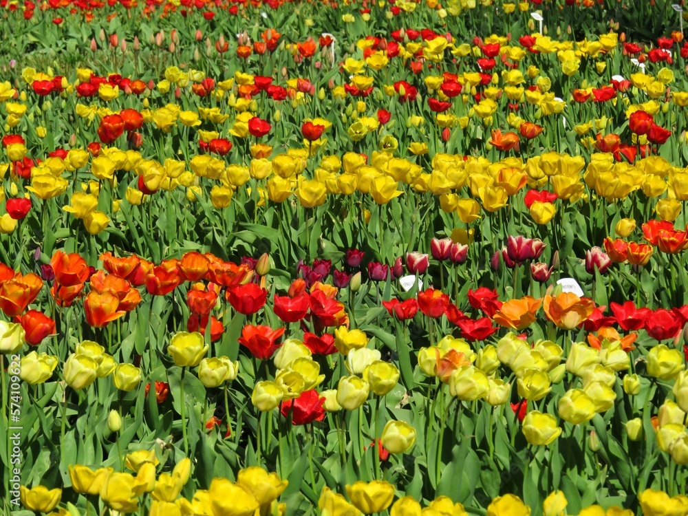 field of tulips field of tulips