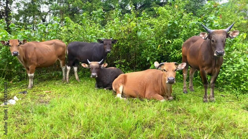 herd of cows are grazing or eating grass in the garden or grass