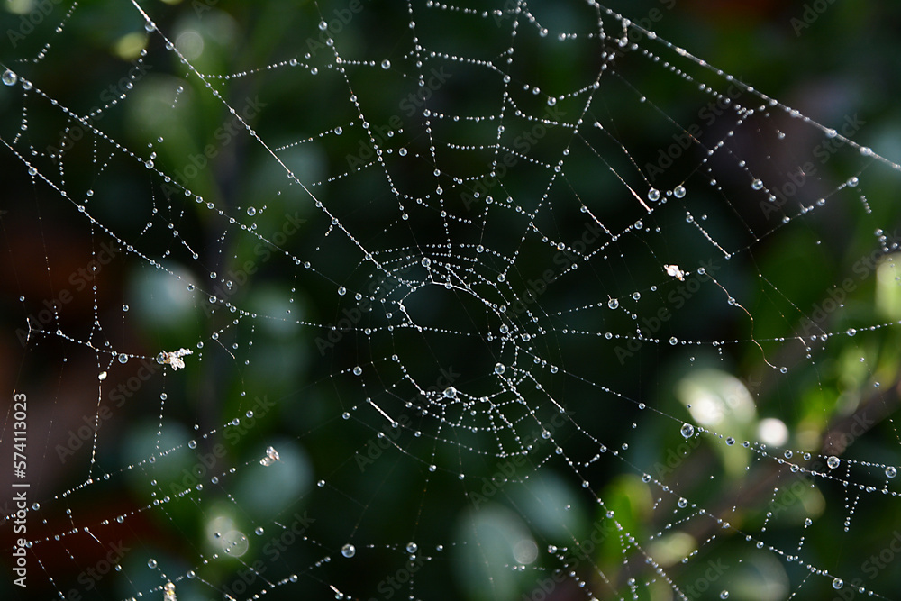 Macro spider web with dew drops in the morning