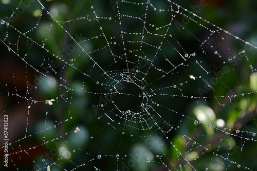Macro spider web with dew drops in the morning © Katherine