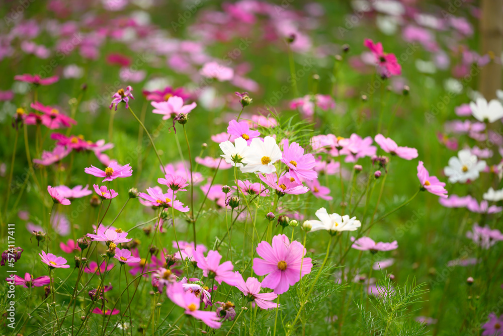 Beautiful cosmos flowers blossom in garden, Flower field in spring season Beautiful cosmos flowers blossom in garden, Flower field in spring season