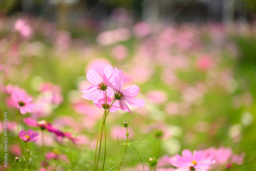 Beautiful cosmos flowers blossom in garden, Flower field in spring season Beautiful cosmos flowers blossom in garden, Flower field in spring season