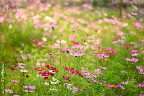 Beautiful cosmos flowers blossom in garden, Flower field in spring season © nungning20