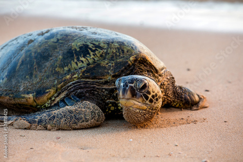 Tableau sur toile Green Sea Turtle on a beach, Hawaii