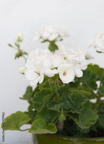 Geranium Zonal , Pelargonium hortorum with white flowers