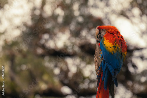 The red and green macaw (Ara chloropterus), also known as the green winged macaw. Wild bird in a tree, Amazon rainforest © Tatiana Kashko