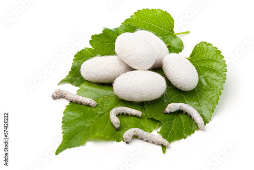 silk cocoons and silkworm larvae on mulberry leaves. photo