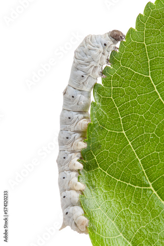 close of a silkworm and mulberry leaf on white background.