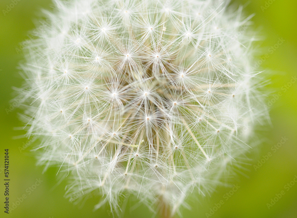 Dandelion seedhead Dandelion seedhead