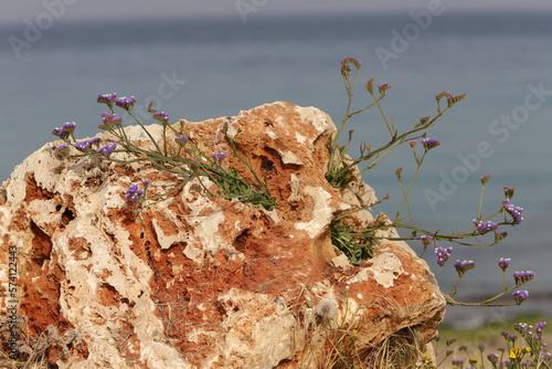 Green plants and flowers grow under harsh conditions on rocks and boulders. photo