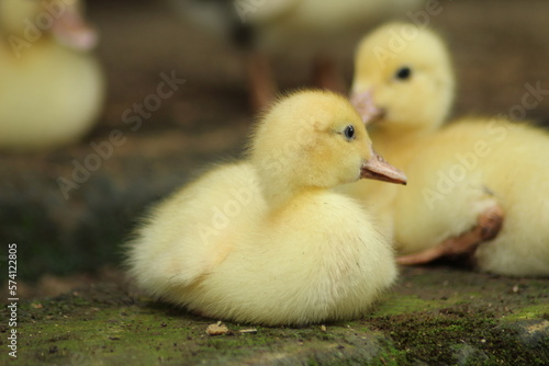 cute yellow baby muscovy duck