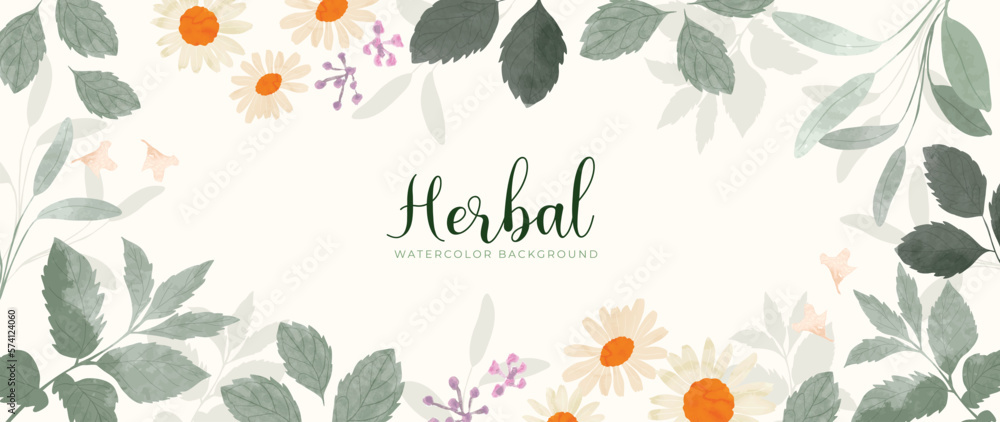 Botanical herbal watercolor background vector. Hand drawn fresh aromatic chamomile, daisy flowers. Natural floral leaf branch design for wallpaper, cover, advertising, healthcare product, cosmetics.