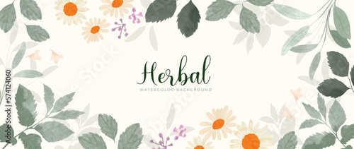 Botanical herbal watercolor background vector. Hand drawn fresh aromatic chamomile, daisy flowers. Natural floral leaf branch design for wallpaper, cover, advertising, healthcare product, cosmetics.