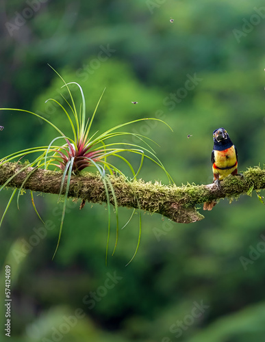 Toucan Collared Aracari

ave tropical sobre una rama, mirando a la cámara