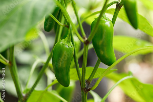 Fresh green jalapeno peppers growing on the vine in an organic home garden