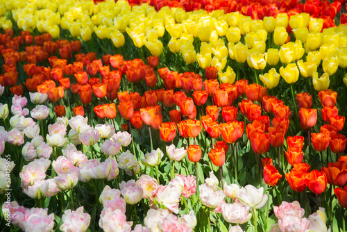 Colorful tulips on sunny day Keukenhof flower garden Lisse Netherlands. Happy kings day.