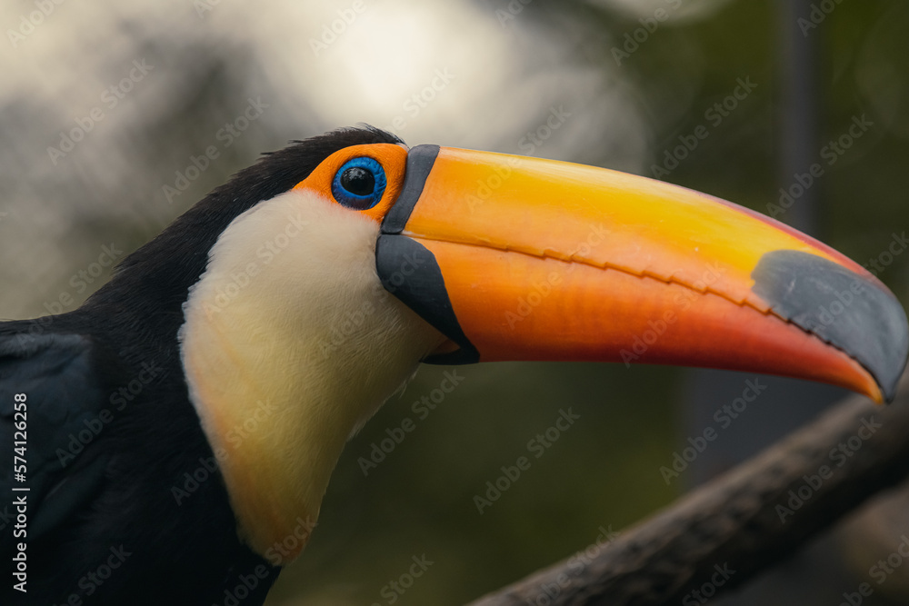 closeup portrait of the face of a toco toucan, tropical bird specie from America closeup portrait of the face of a toco toucan, tropical bird specie from America