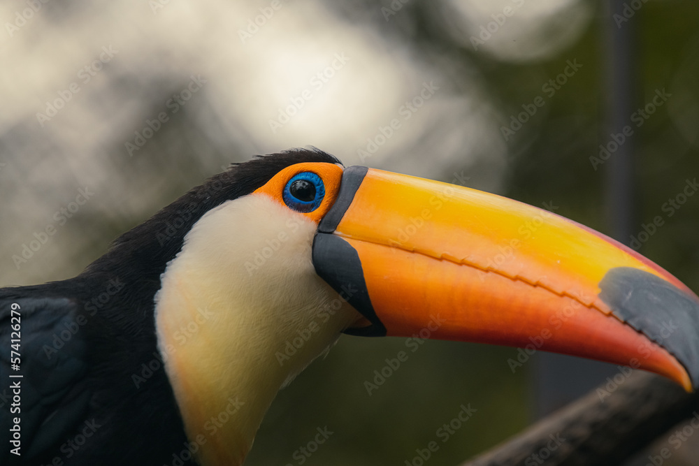 profile of toco bird outdoor. toco bird in wildlife. toco bird with orange beak. photo of toco bird profile of toco bird outdoor. toco bird in wildlife. toco bird with orange beak. photo of toco bird