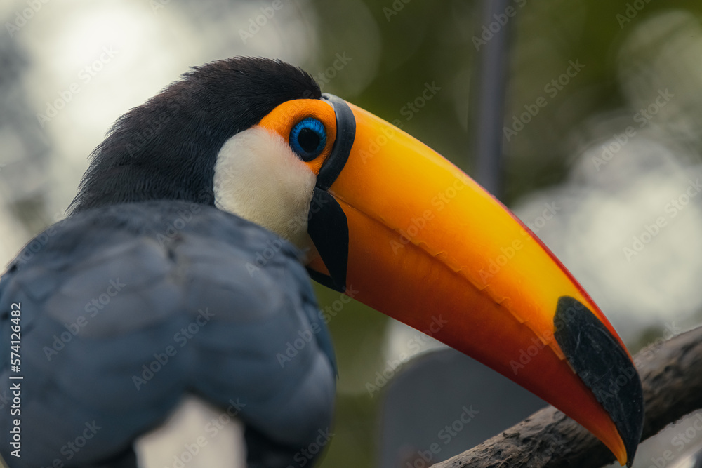 The toco toucan (Ramphastos toco), also known as the common toucan or giant toucan, searching for food in the North part of the Pantanal in Brazil The toco toucan (Ramphastos toco), also known as the common toucan or giant toucan, searching for food in the North part of the Pantanal in Brazil