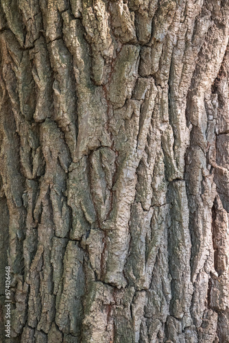 Texture of the bark of old maple tree