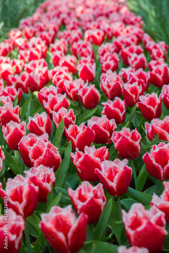 Colorful tulips on sunny day Keukenhof flower garden Lisse Netherlands. Happy kings day.