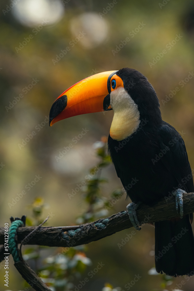 Photo of a Ramphastos toco aka Tucano-toco, typical bird of the tropical rainforests of South America Photo of a Ramphastos toco aka Tucano-toco, typical bird of the tropical rainforests of South America