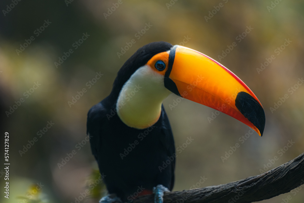 Toco Toucan, ramphastos toco, Adult standing on Branch Toco Toucan, ramphastos toco, Adult standing on Branch