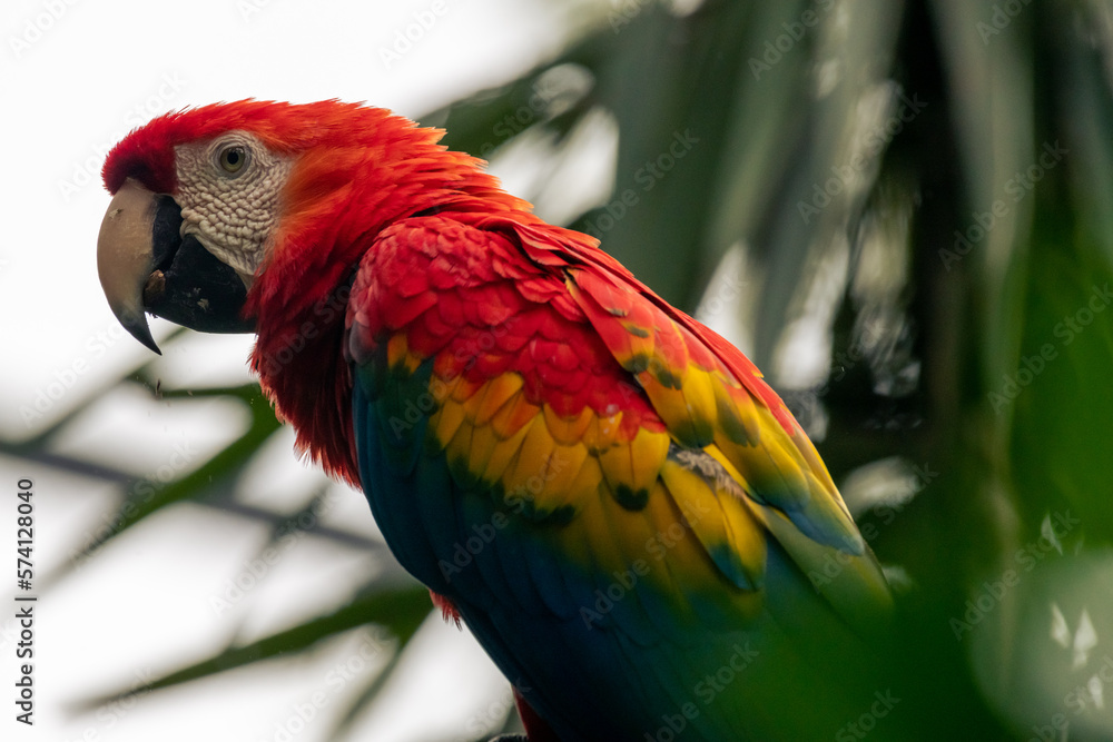 bird sitting on branch. colorful Macaws parrots, Ara parrots. Red-blue-green parrot on green background in forest