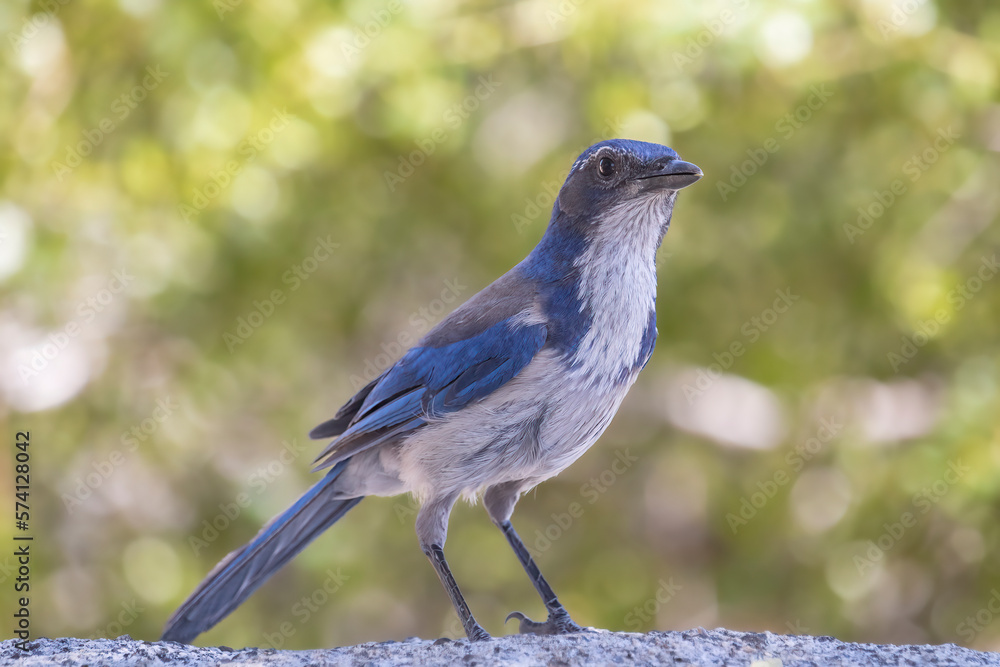 Obraz premium Standing Scrub Jay. Raucous and mischievous as its corvid cousions,this California Scrub Jay (Aphelocoma californica) stands expecting to be fed seeds and nuts