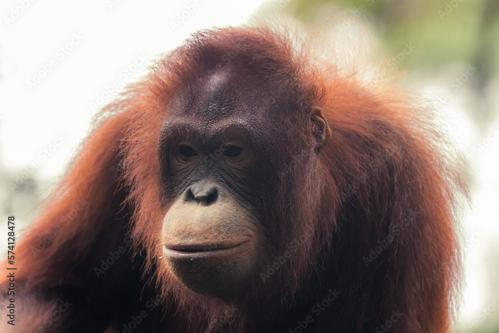 Obraz premium Orangutan at Camp Leakey rehabilitation Center