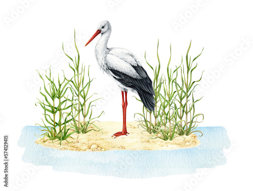 Stork in natural wildlife scene. Watercolor illustration. Beautiful wild bird standing in the cane plant in the water. White stork bird in the grass illustration