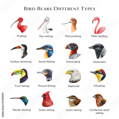 Bird beaks different types illustration set. Hand drawn various bird beak set sorted by feeding type. Beautiful birds with different bills collection. Big colorful table for nature study, teaching
