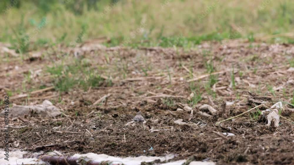 White Wagtail Standing And Foraging On Ground - wide White Wagtail Standing And Foraging On Ground - wide