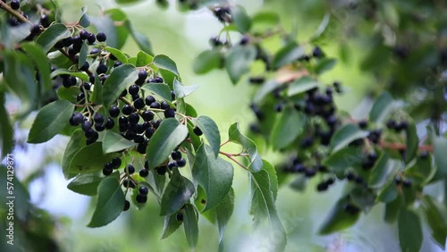 Maqui tree. Aristotelia chilensis photo