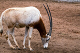 Semi wild or feral Arabian Oryx at sunset in the Arabian desert 