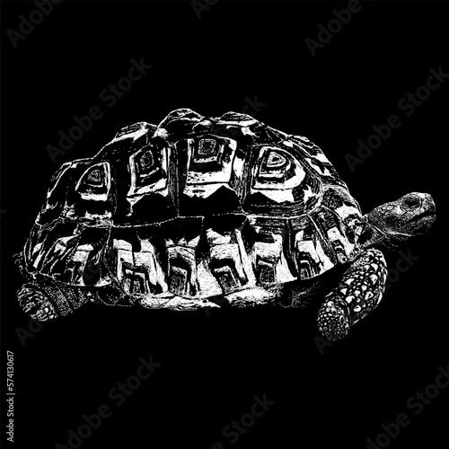 Leopard Tortoise hand drawing vector isolated on black background.