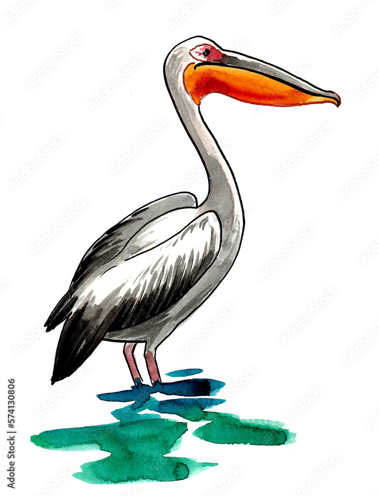 Fototapeta premium Pelican bird standing in water. Ink and watercolor drawing