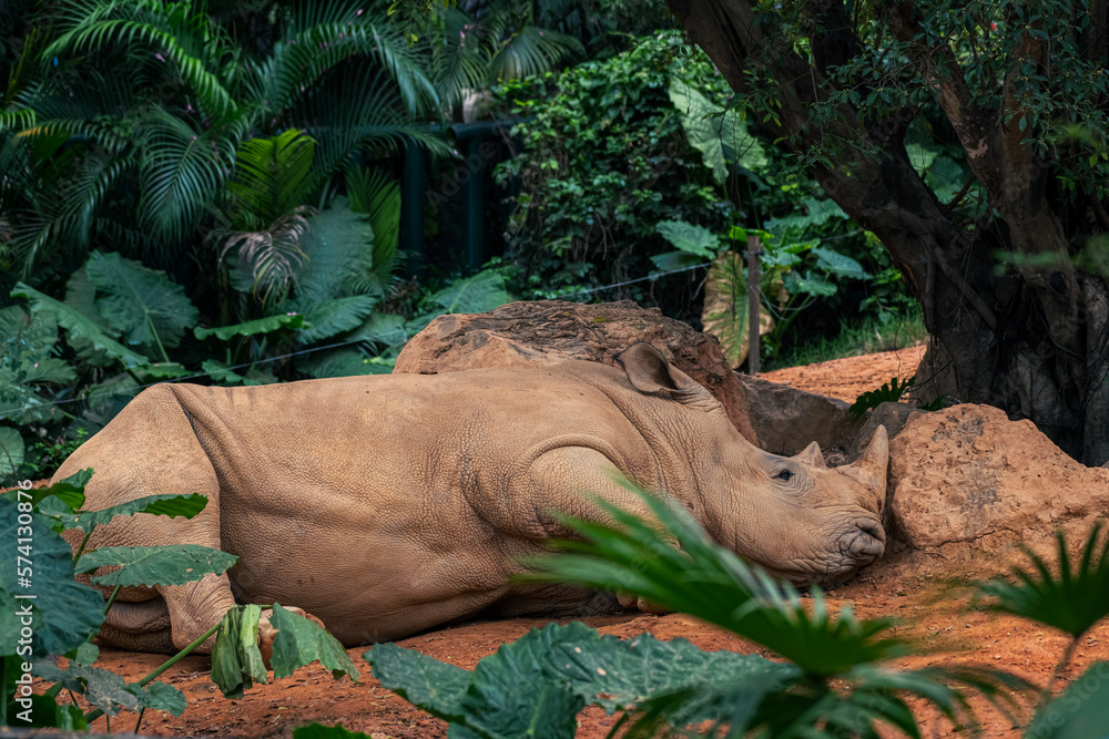 Fotka „The Javan rhinoceros (Rhinoceros sondaicus),Wildlife Safari