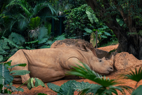 The Javan rhinoceros (Rhinoceros sondaicus),Wildlife Safari,. Also known as the Sunda rhinoceros or lesser one-horned rhinoceros, is a very rare member of the family photo