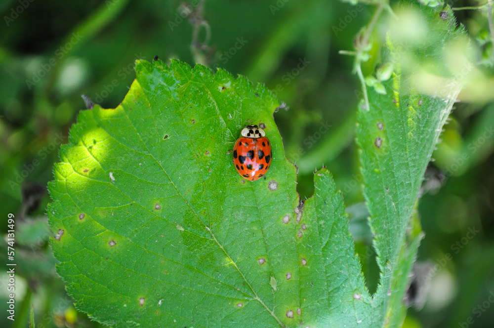 Fototapeta premium Ladybug stopped on a leaf which has been eaten by insects